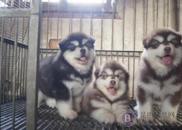 云南昆明哪里有**斯加卖狗场常年卖**斯加雪橇犬