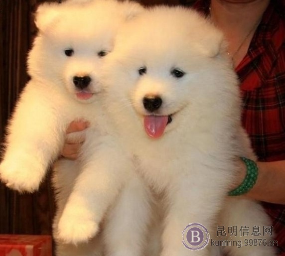 昆明卖萨摩耶昆明狗场常年出售纯种萨摩耶