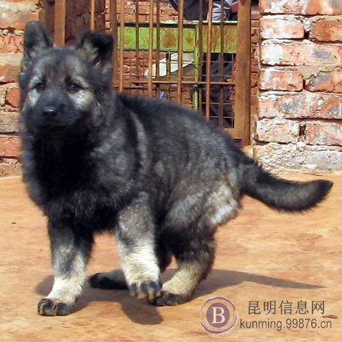 昆明宠物之家常年出售纯种昆明犬幼犬小狗