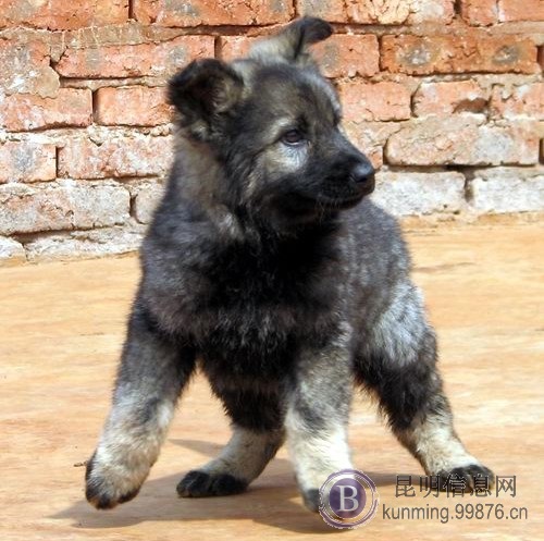 昆明宠物之家常年出售纯种昆明犬幼犬小狗