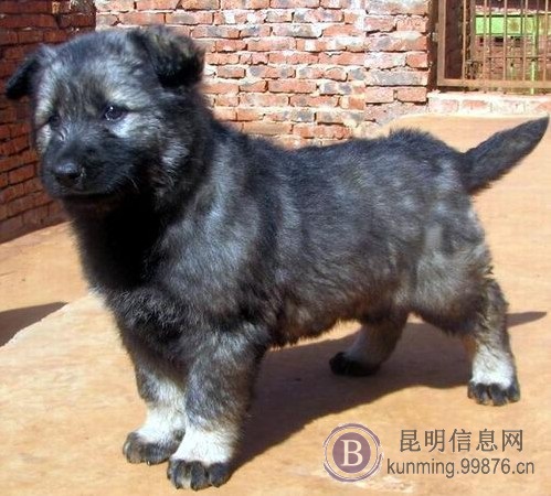 昆明宠物之家常年出售纯种昆明犬幼犬小狗